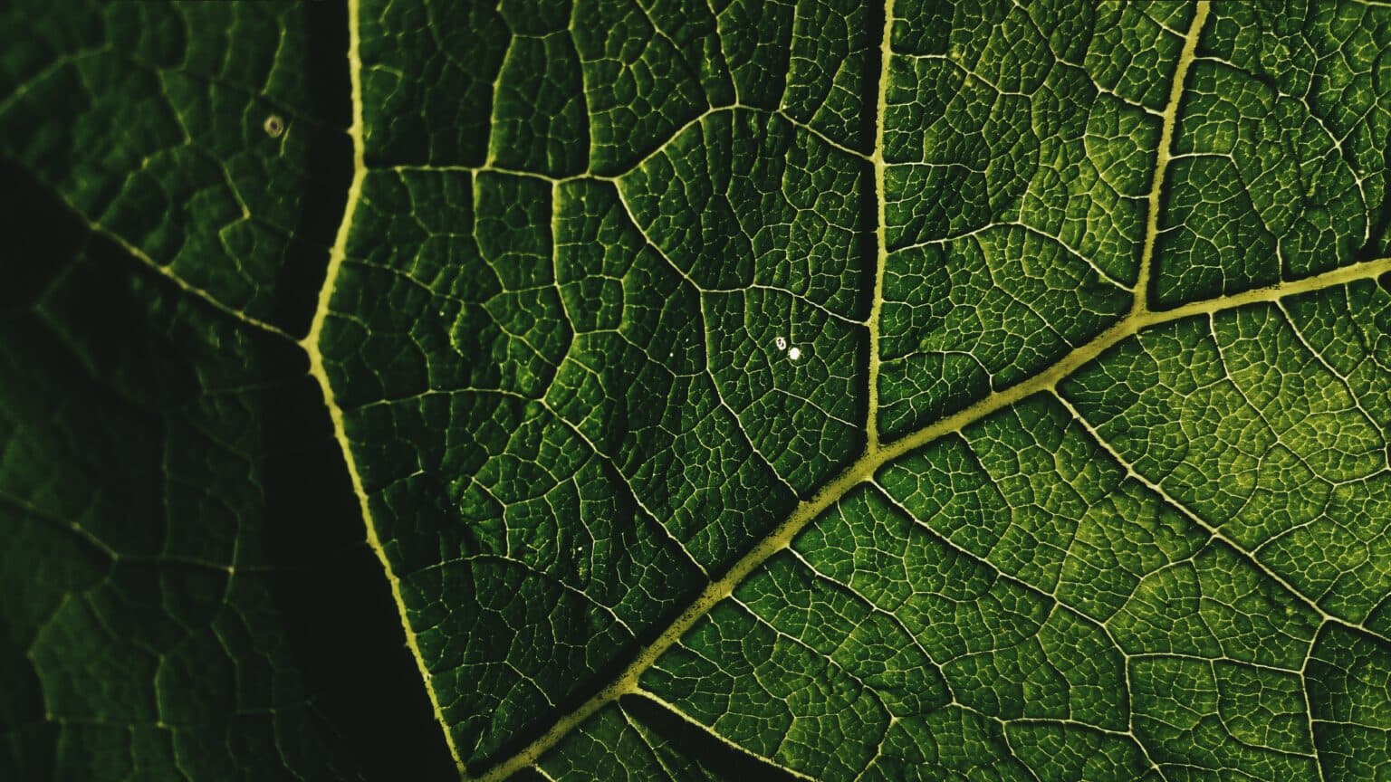 Close-up of a green leaf
